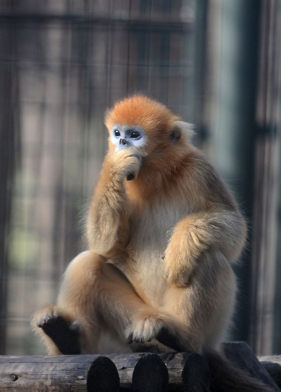 金丝猴是很斯文的猴类,性情温顺,比较乖也很有礼貌,比较信任人类.