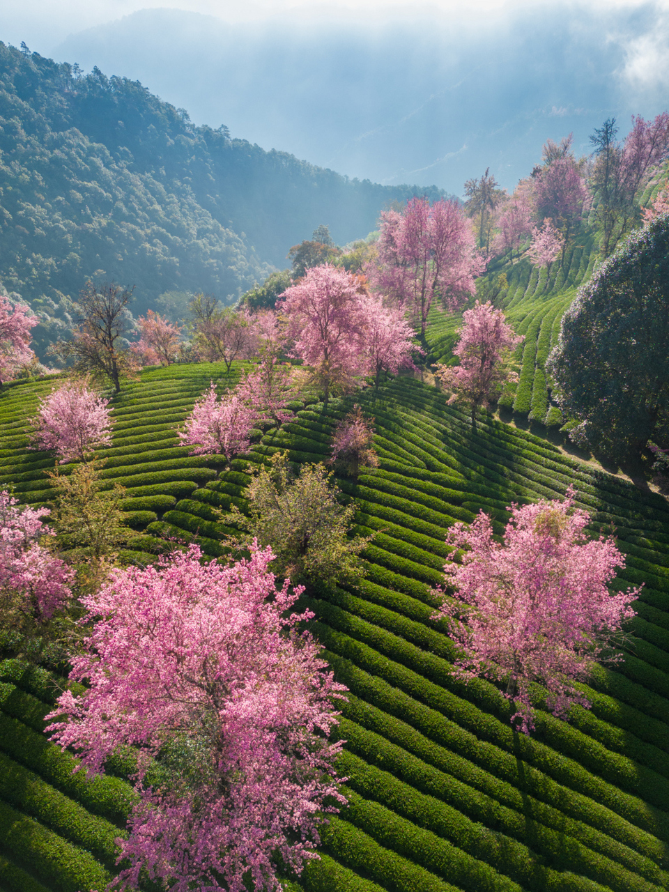 优质作者榜# 冬日大理南涧彝族自治县的无量山樱花谷里,千亩茶园中