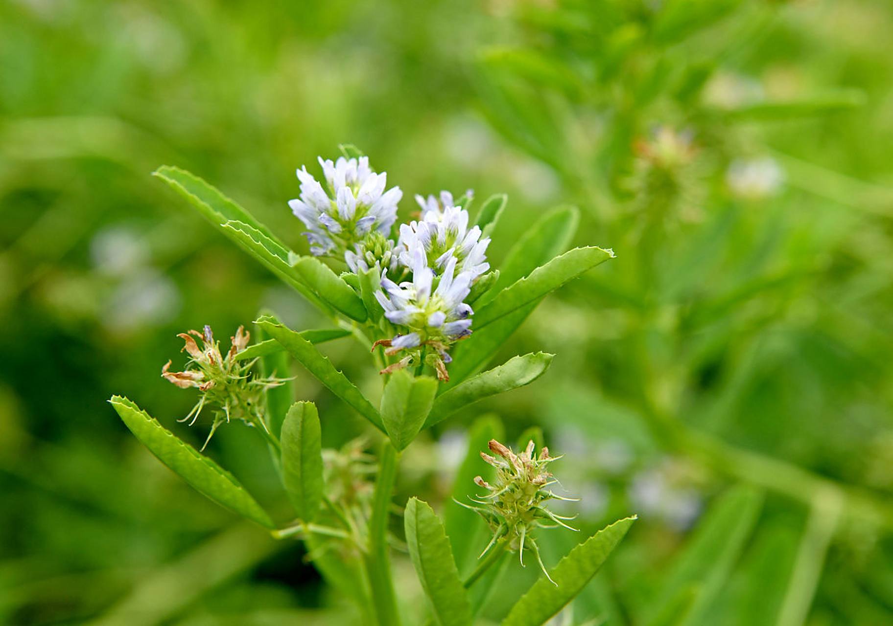 霍香一一芳香化湿,和中止呕,发表解暑之功效