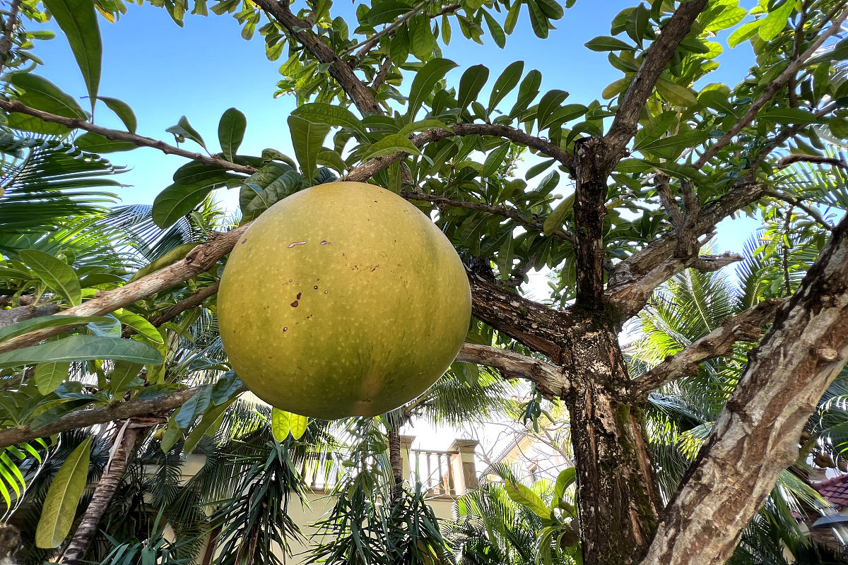 你知道这种水果吗?"铁西瓜"一种具有爆炸性质的水果!