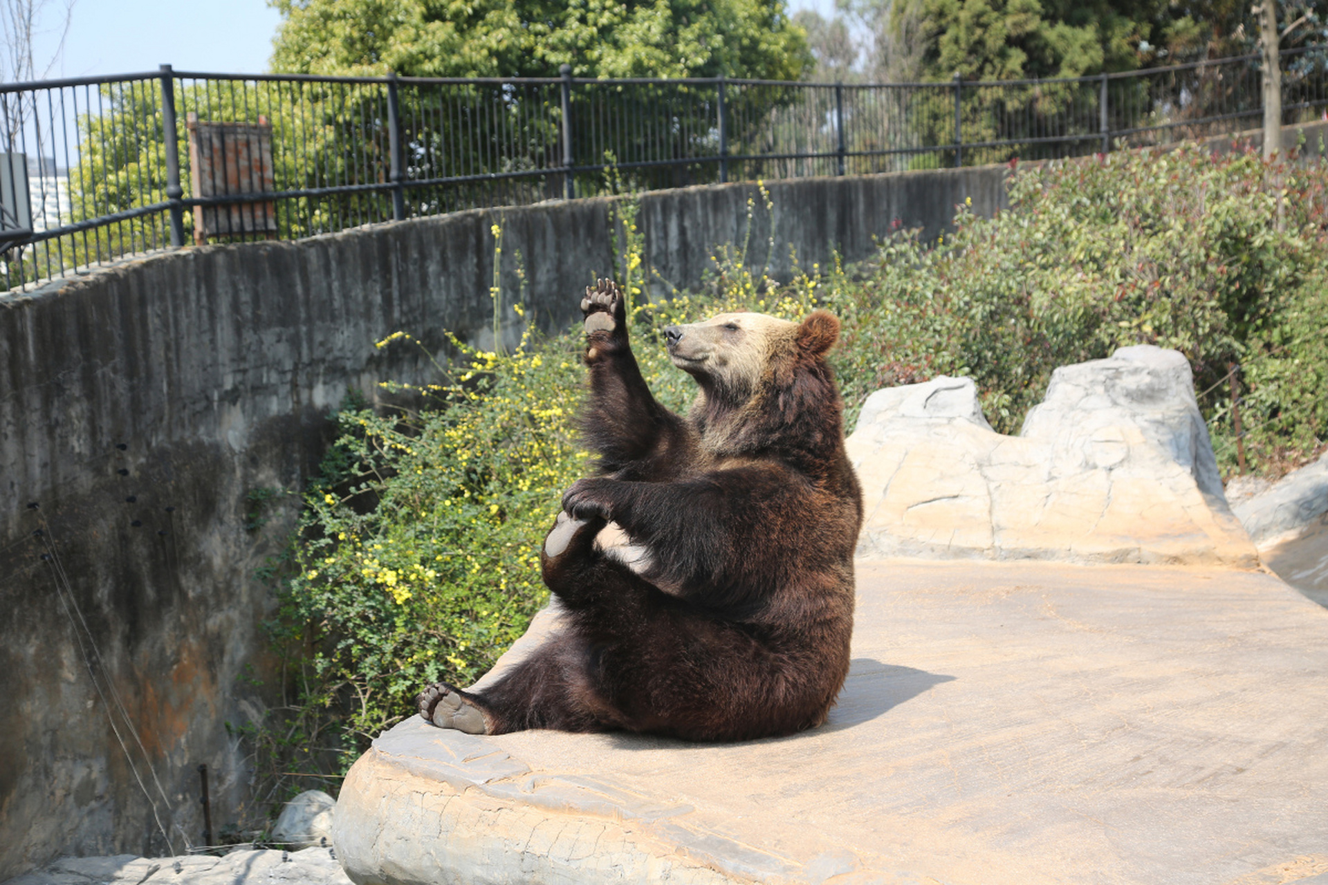 黑熊(学名:ursus thibetanus):是食肉目,熊科动物.共有7个亚种.