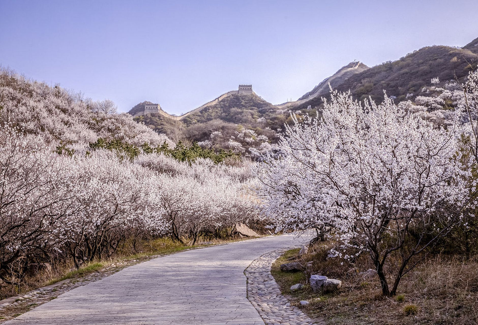 镜头里的春天# #镜头里的春日# 春之韵:八达岭长城下的杏花之旅