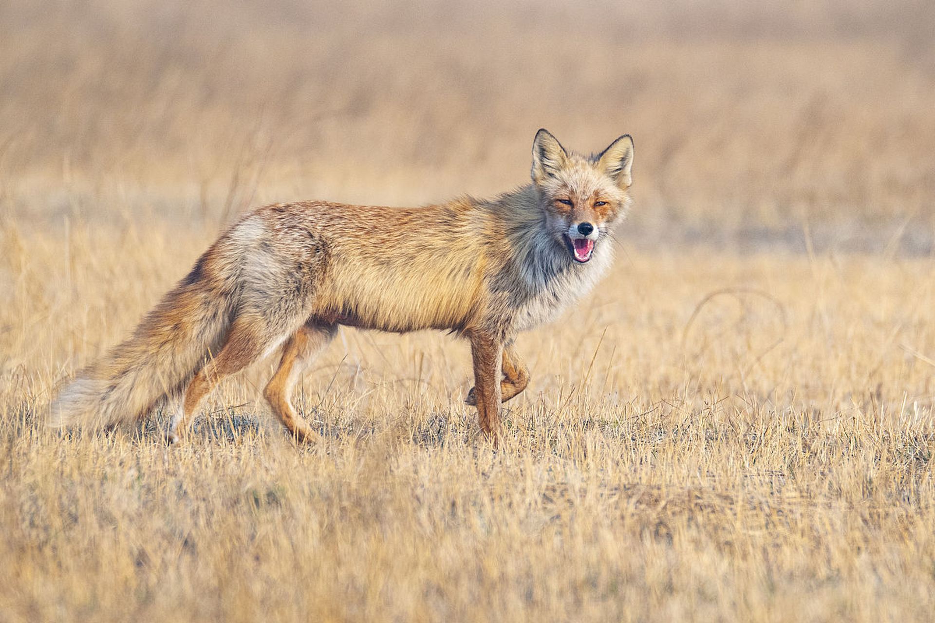 红狐在北美洲更为常见,通常比赤狐更大,更重.#动物趣图