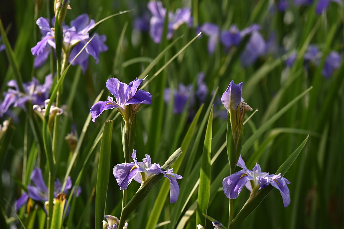 『随花看世界』  法国的国花是鸢尾花(iris).