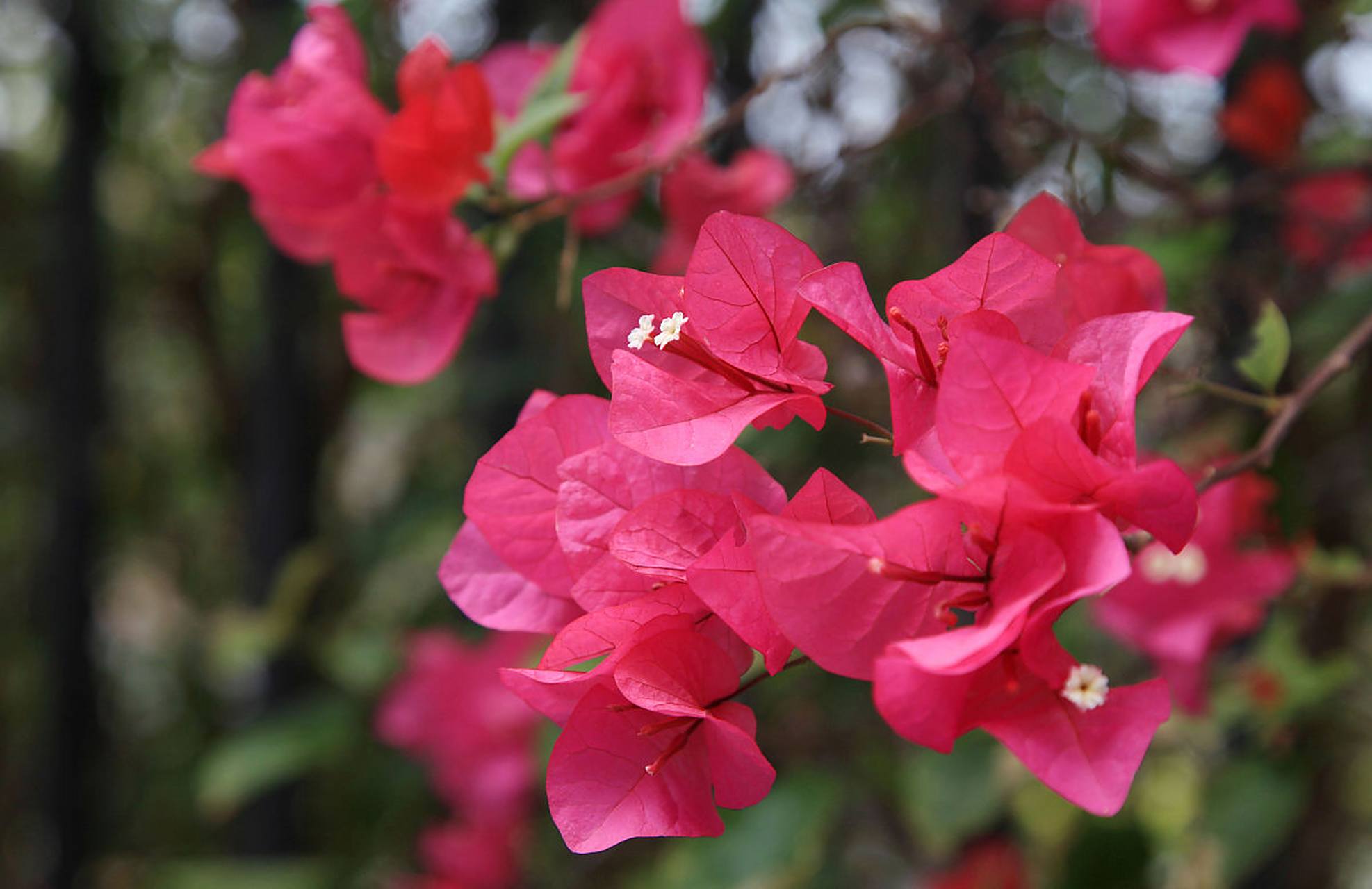 三角梅的三片花瓣呈三角形分布,  使得整个花朵看起来,  像一个穿着
