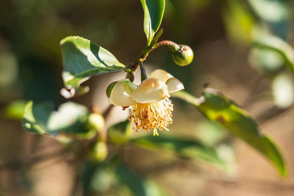 青梅绿茶的泡法