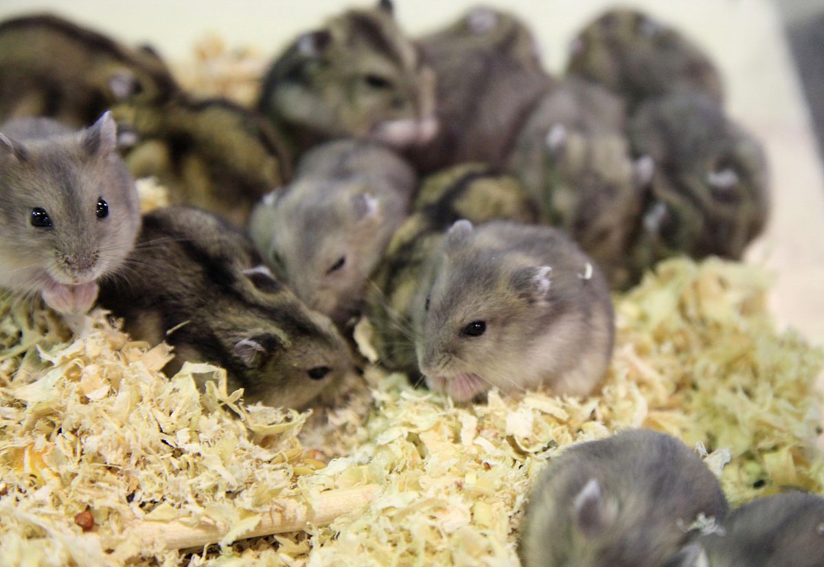 体型大的宠物鼠有哪些?