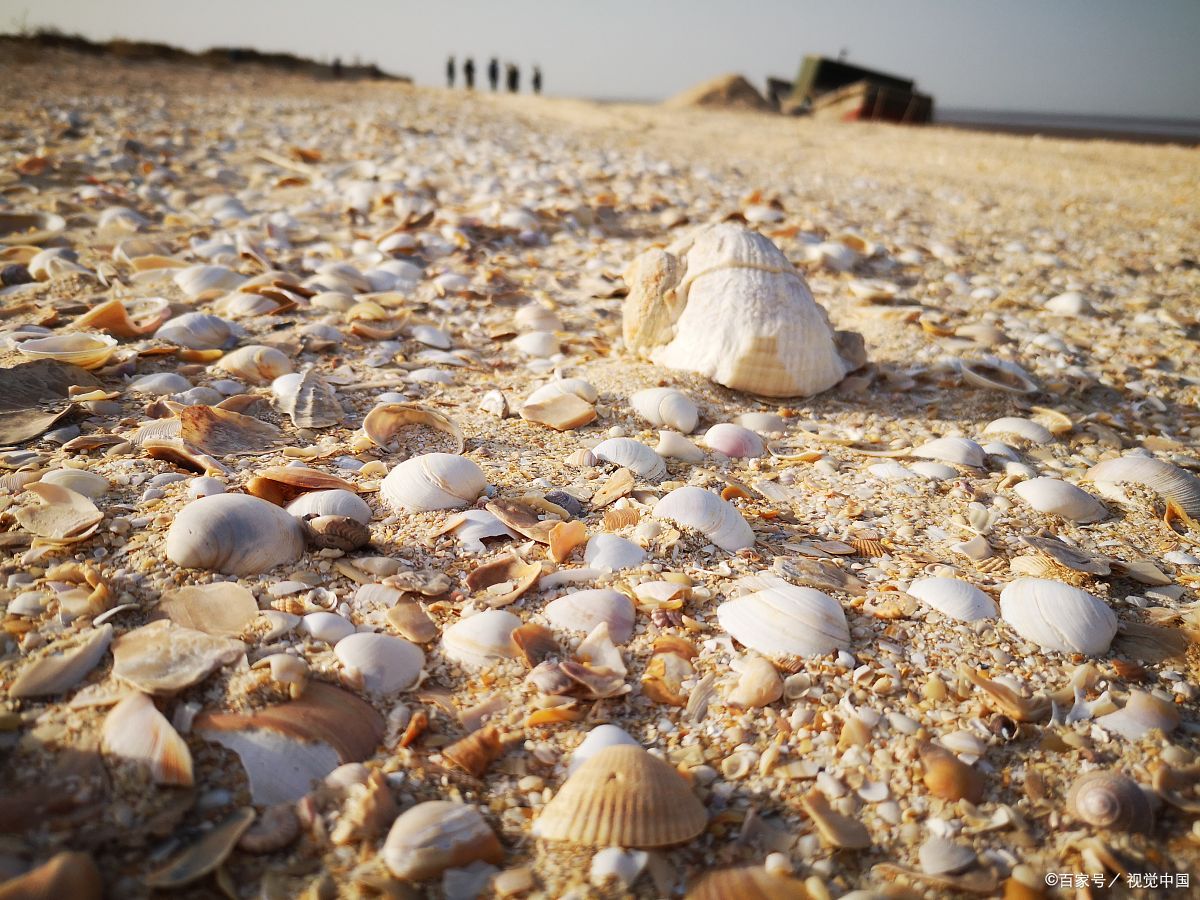 滨州贝壳堤岛,夏季赶海,捡贝壳超有趣!