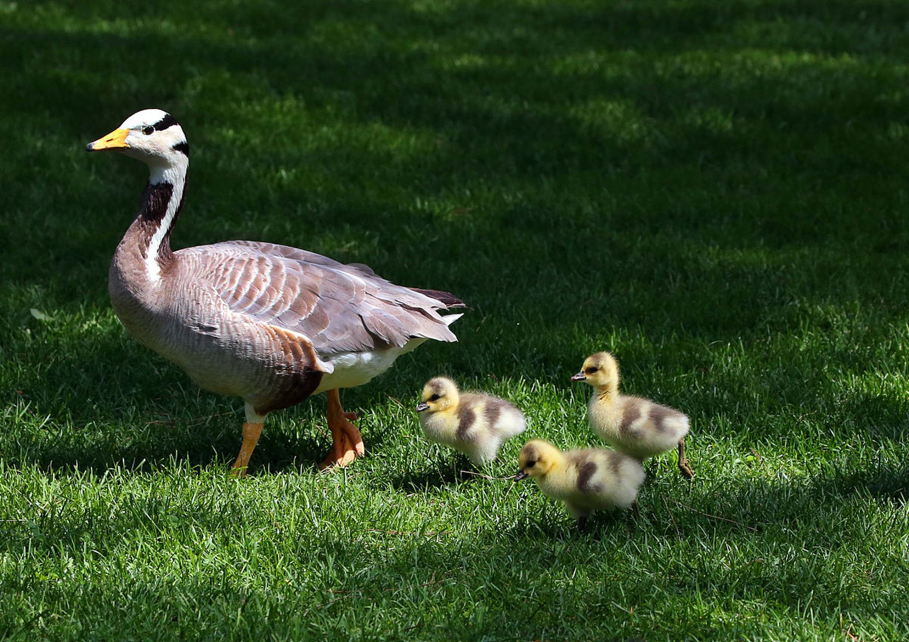 斑头雁:斑头雁的头顶有斑纹,其余羽毛为灰白色,是高原地区的主要鸟类