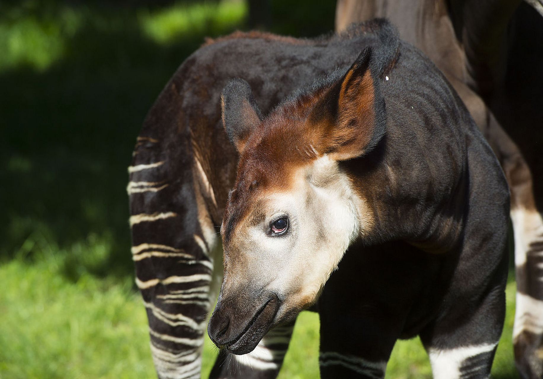 霍加狓:霍加狓是一种外形奇特的动物,它有着长颈鹿一样的身体和斑马一