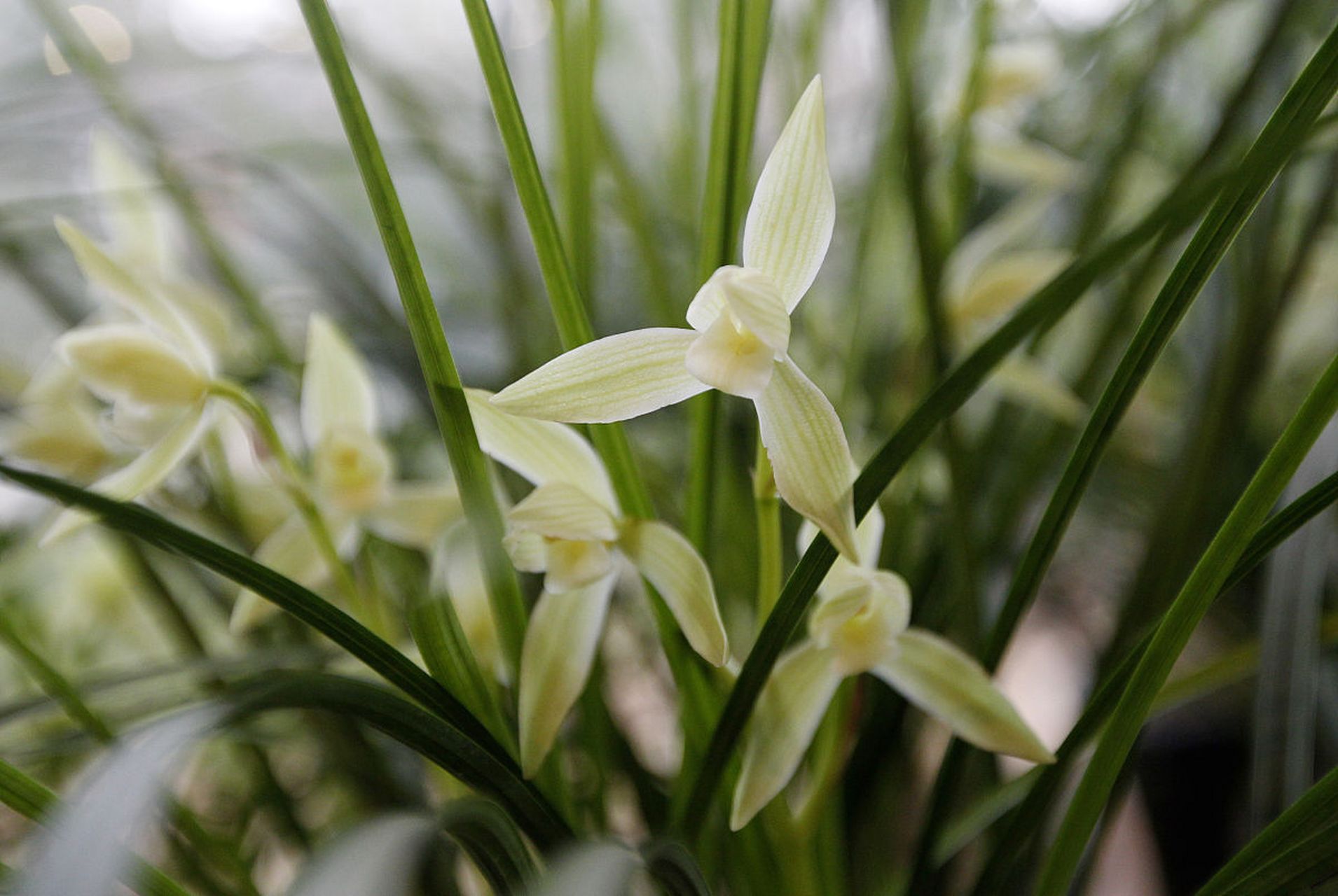 大雪素原产于云南部分地区,喜欢温暖湿润的环境,对光照要求不高.