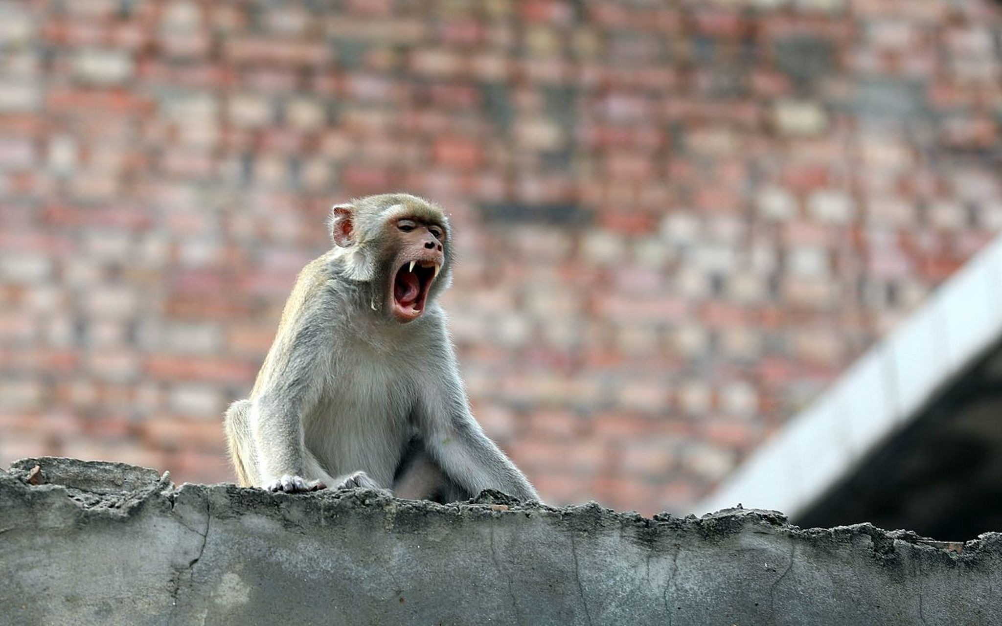 猴子的面部表情丰富多彩,他们可以从高兴到生气,从害羞到勇敢,只需要