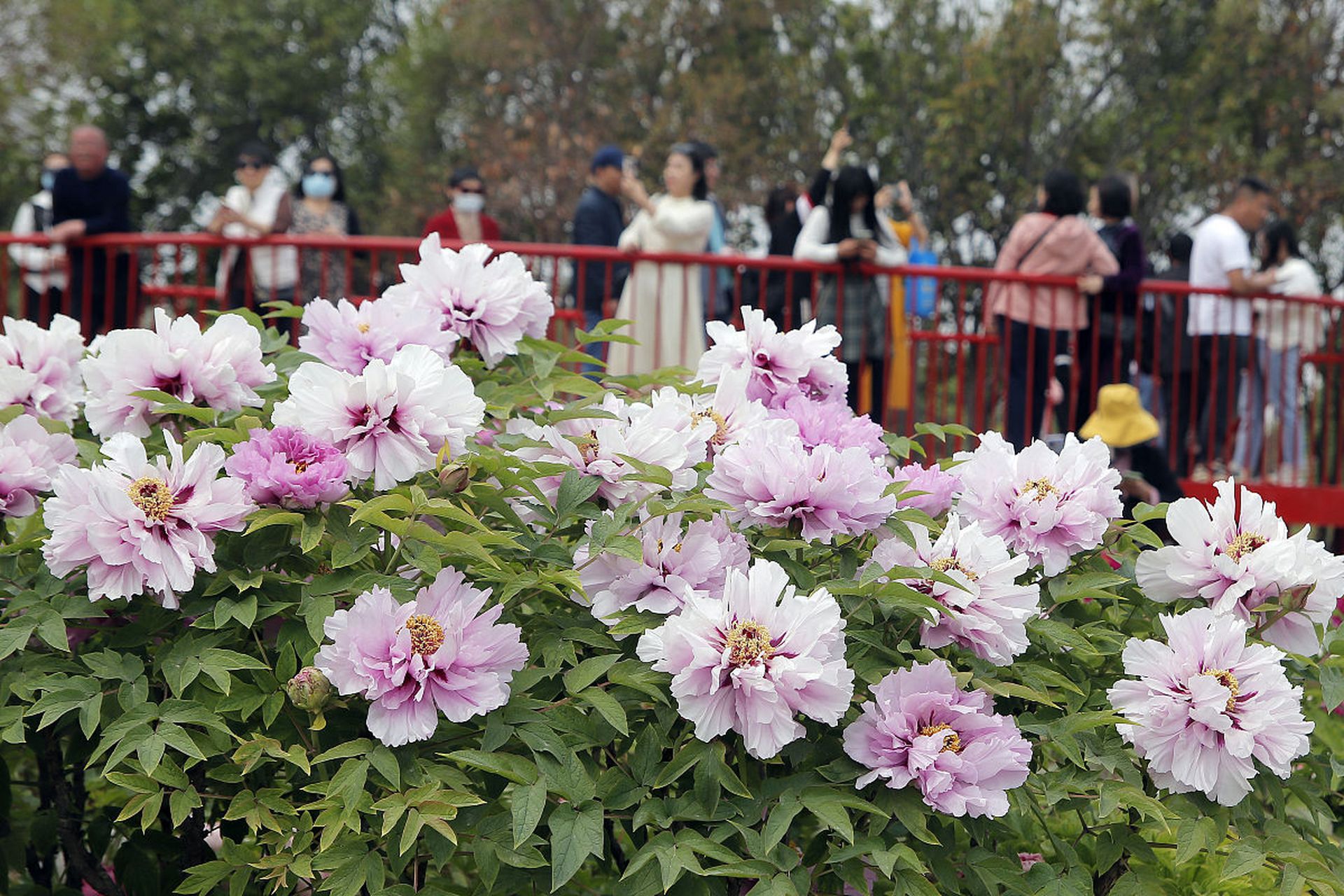 2024年4月15日旅游热点 近日,有400岁高龄的菏泽曹州百花园牡丹王玉