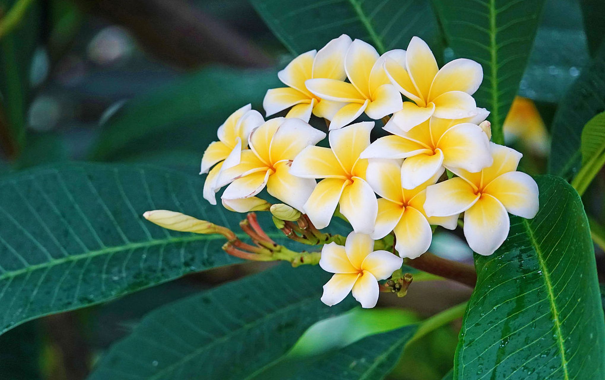 越南国花——鸡蛋花的美丽与文化象征  在东南亚的热带雨林中,盛开着