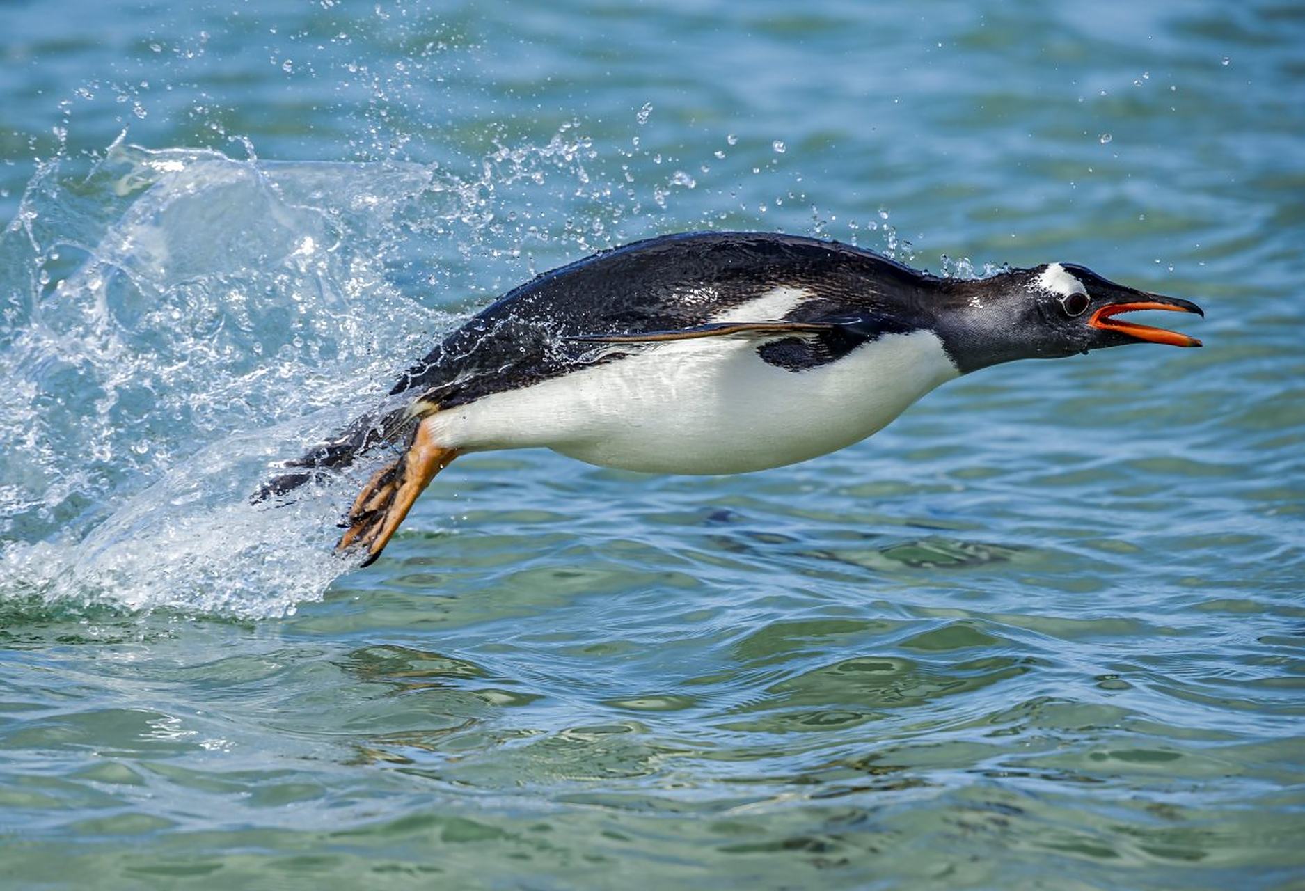 企鹅的坚持是南极冰雪也无法阻挡的