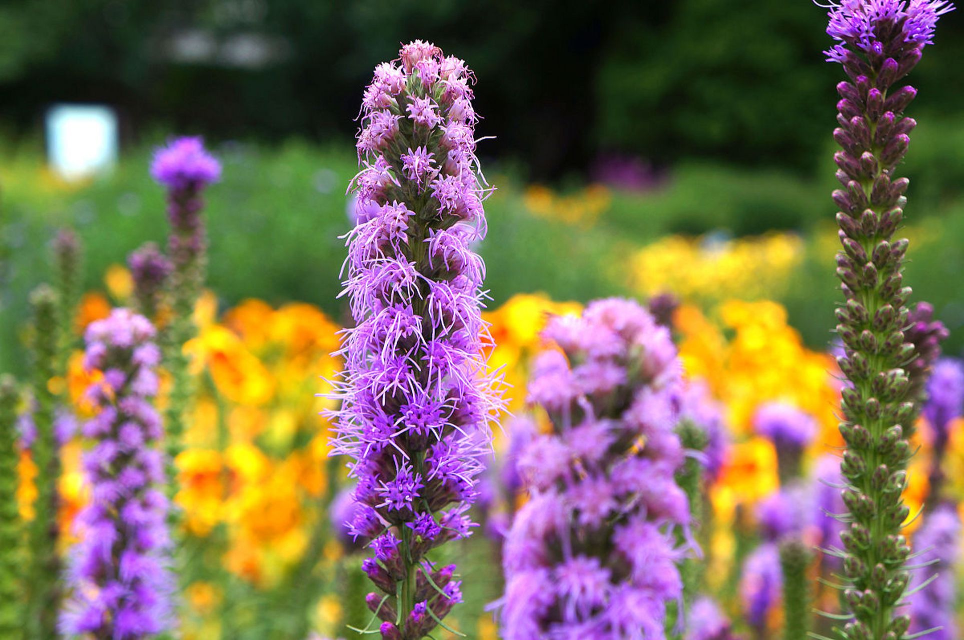 蛇鞭菊又名麒麟菊,猫尾花,是菊科蛇鞭菊属多年生草本植物. 花期7-8月.