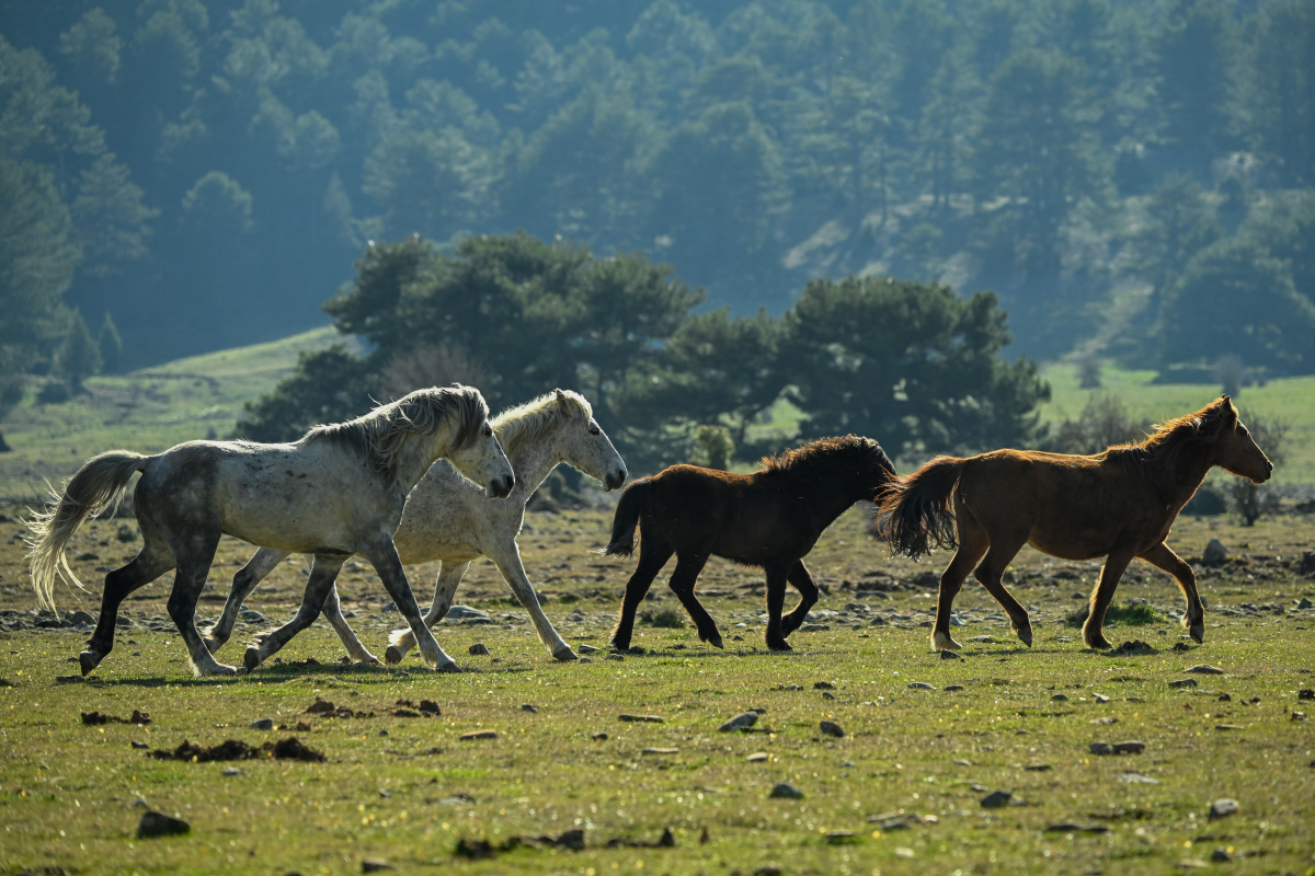 神奇的八大定律之野马定律  野马定律  在非洲大草原上,有种蝙蝠以