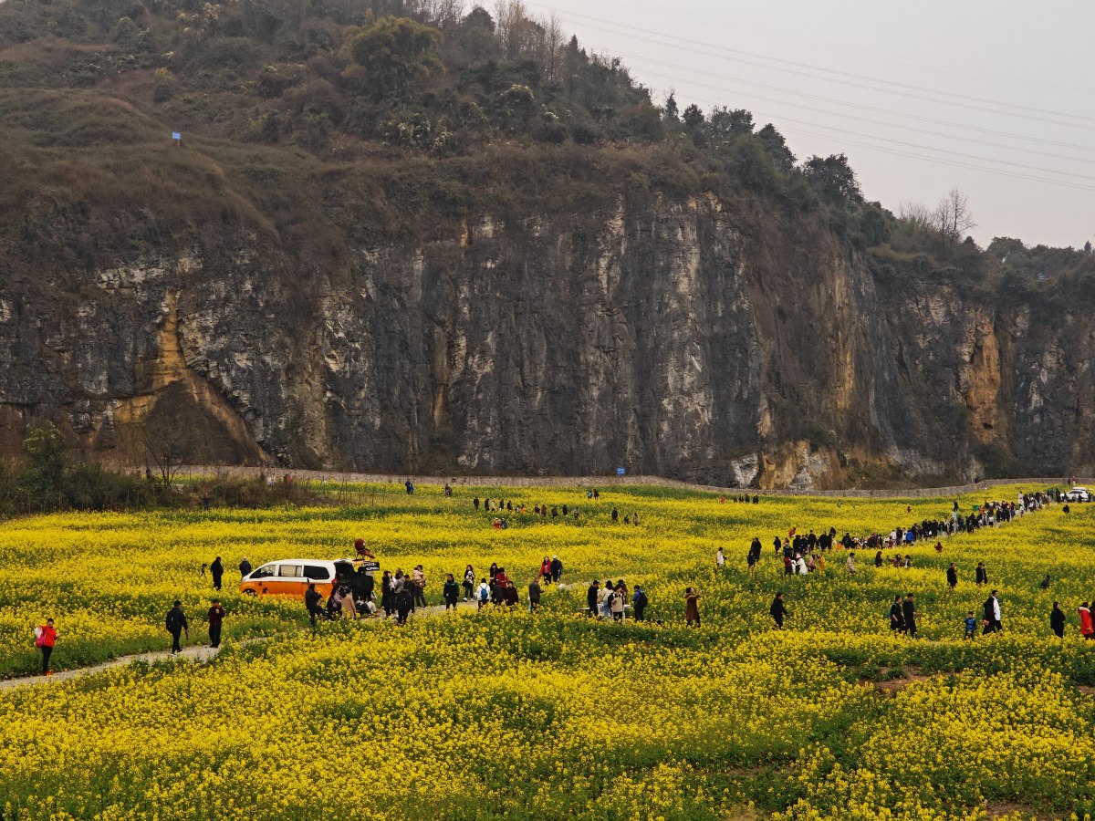 巴南区天堂坝的油菜花海,无疑是.@行走在重庆的动态