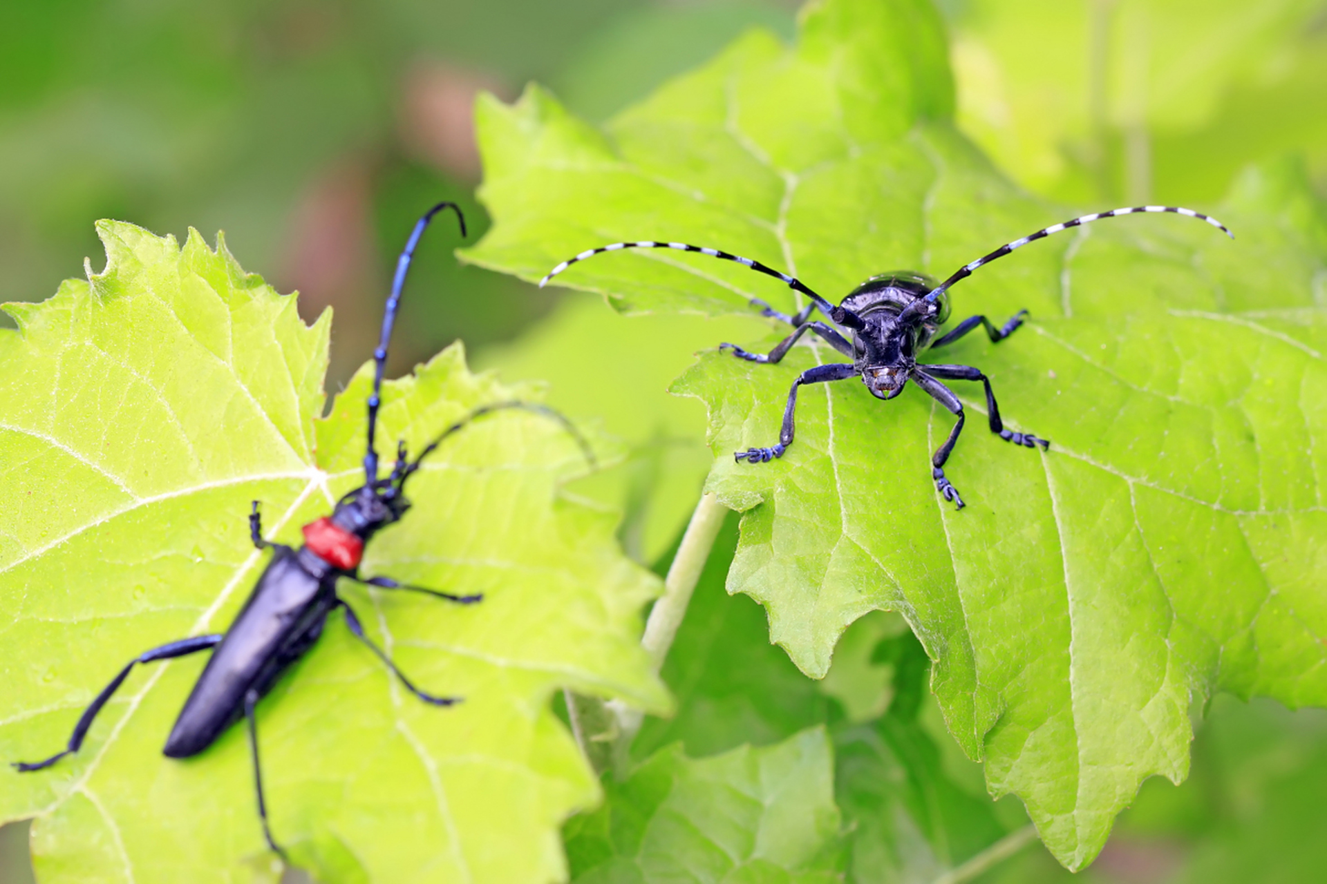 天牛是一种常见的昆虫,而且在很多人的童年记忆中都有着重要的地位.