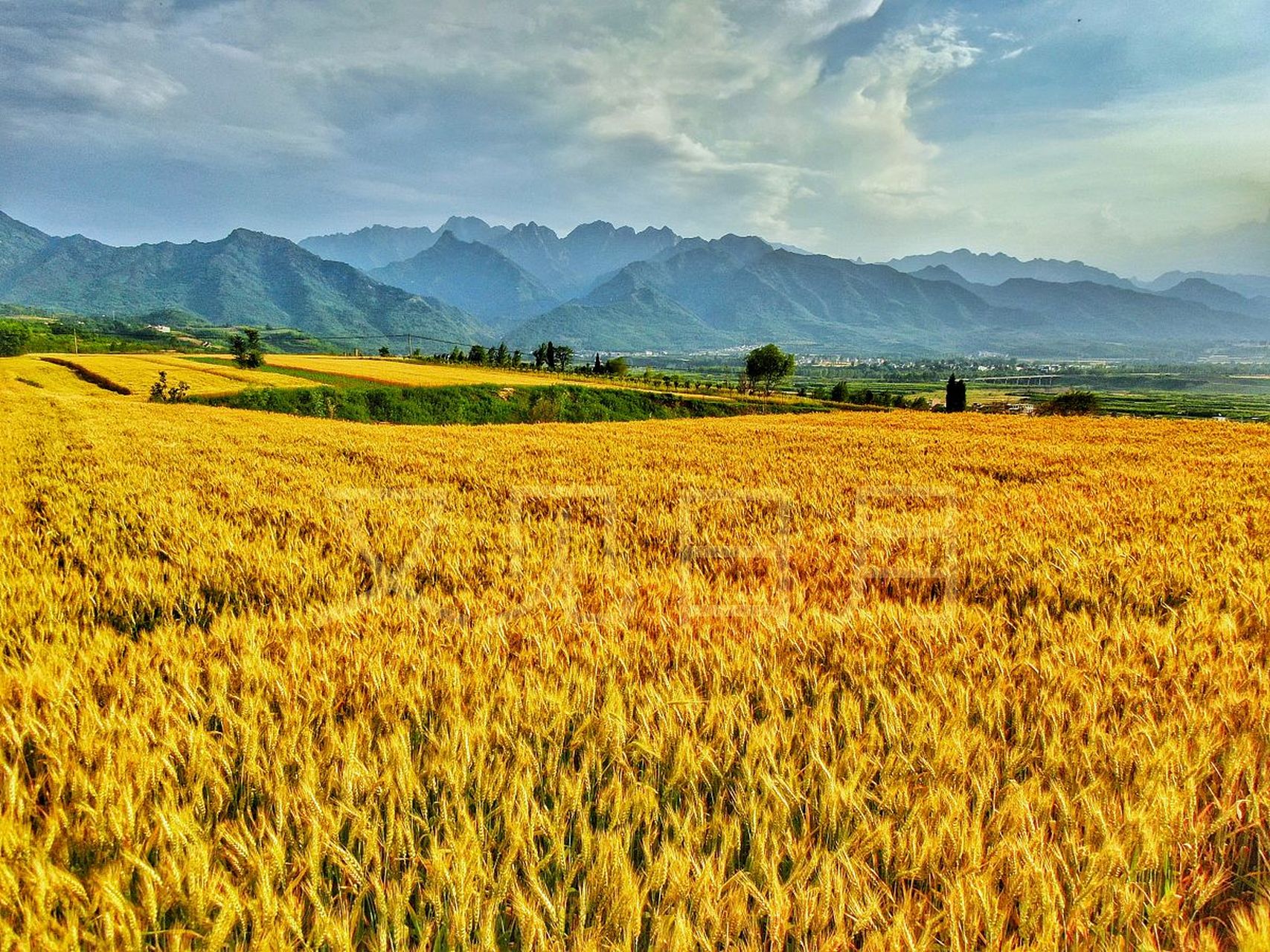 夏天,金灿灿的麦田在阳光下闪耀着生机和光彩.