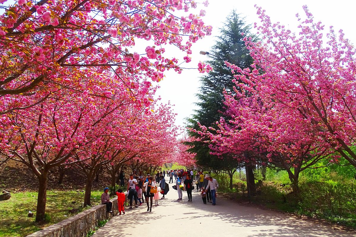 南阳看樱花的地方樱花乐园樱花山庄景美花多游走花的海洋