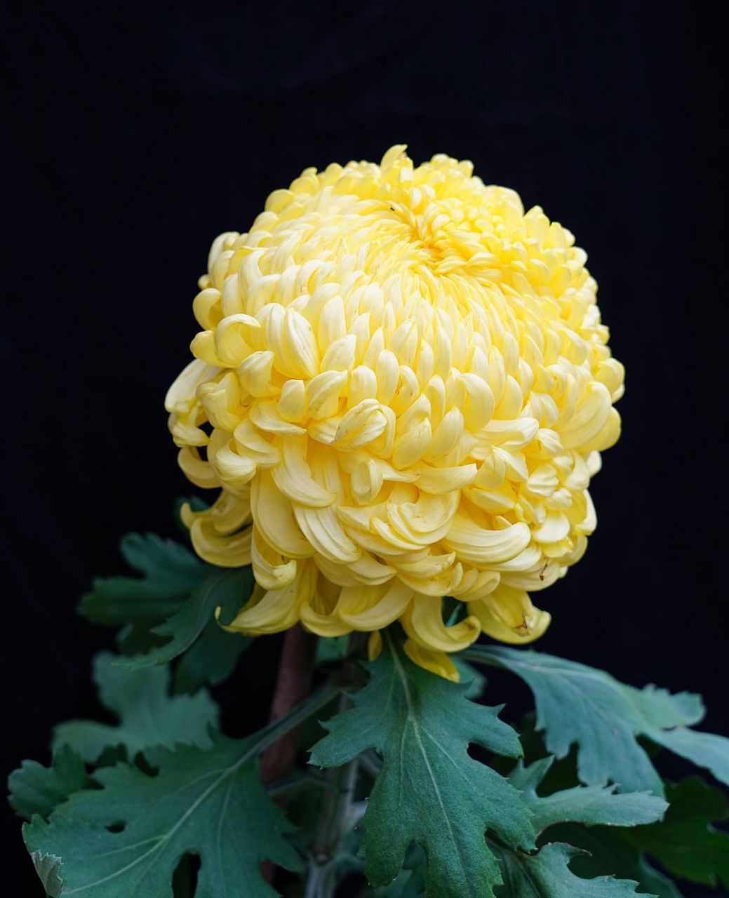 那一朵朵菊花,如同自然界的勇士,不畏寒意,傲然挺立