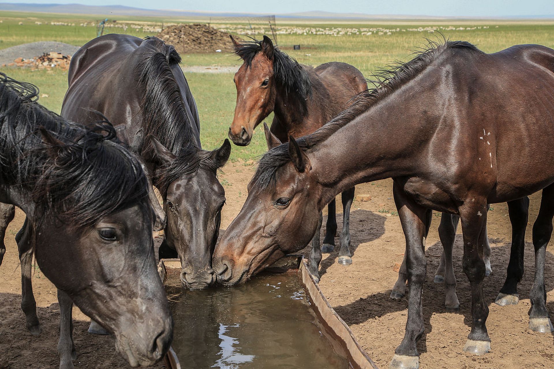 动物趣图# 健硕的蒙古马.