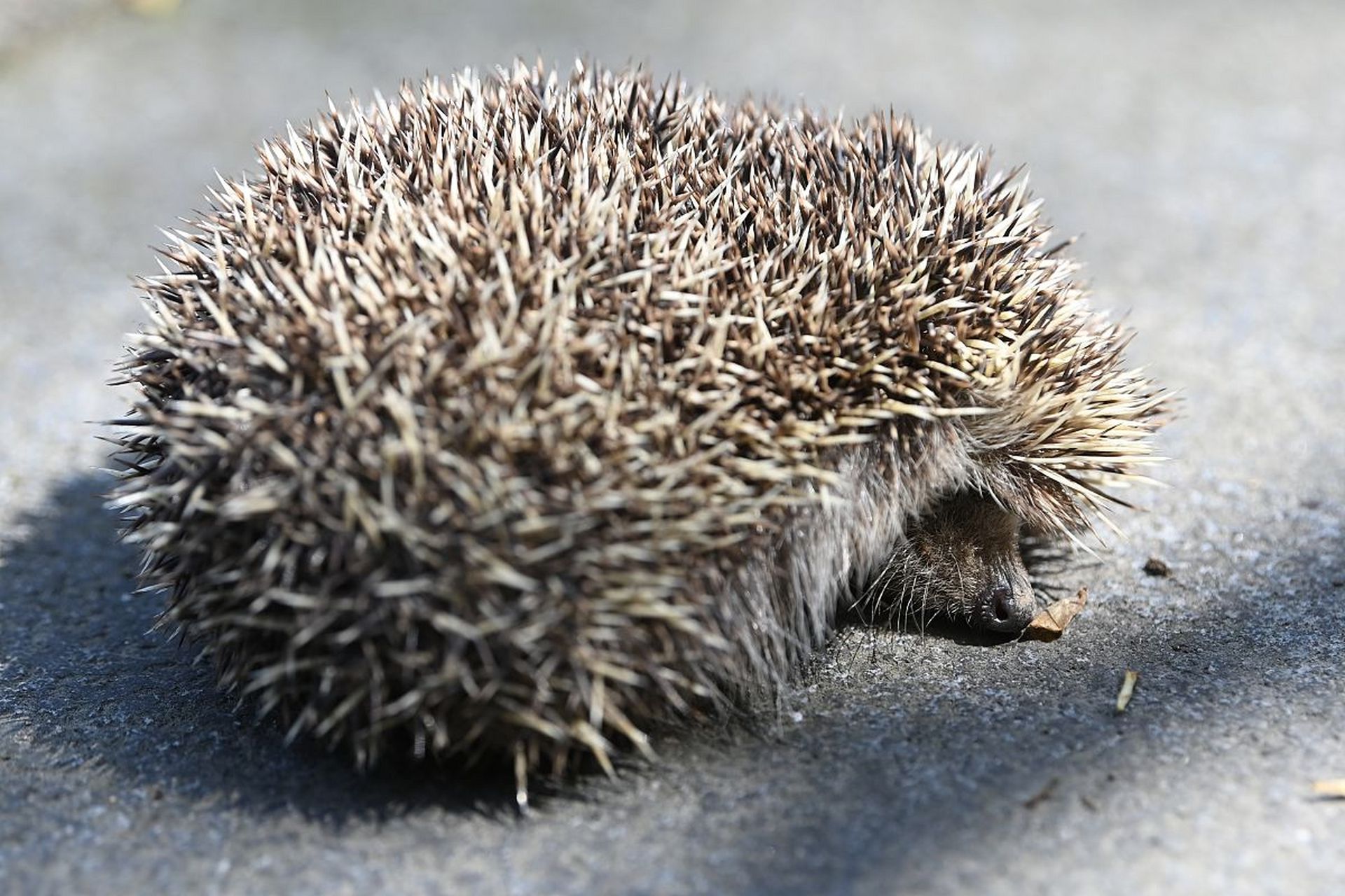 刺猬皮的现代药理研究及功能主治  刺猬皮具有多种药理作用,广泛应用