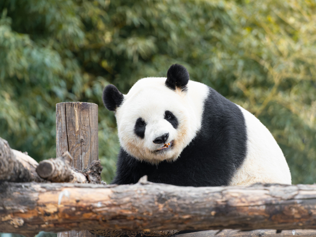 为何大熊猫只有中国有?这个问题涉及到多个方面