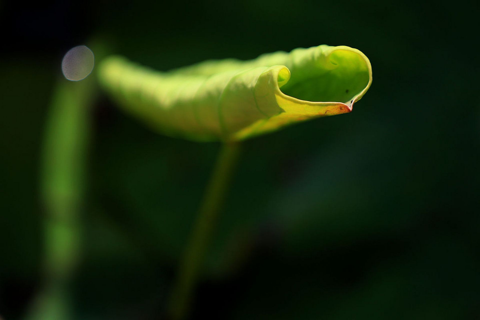 荷叶泡茶, 5.桑叶泡茶, 6.决明子泡茶.