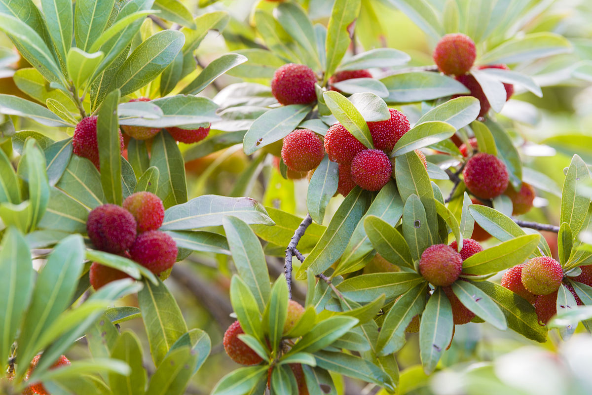 中国哪里的杨梅最出名?一探杨梅之乡的甜蜜秘密