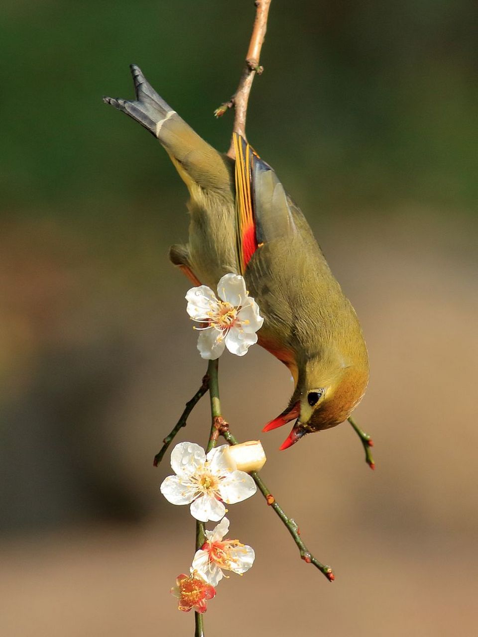 每当看到红嘴相思鸟在枝头相依相偎时,都会让人们感受到爱情的甜蜜与