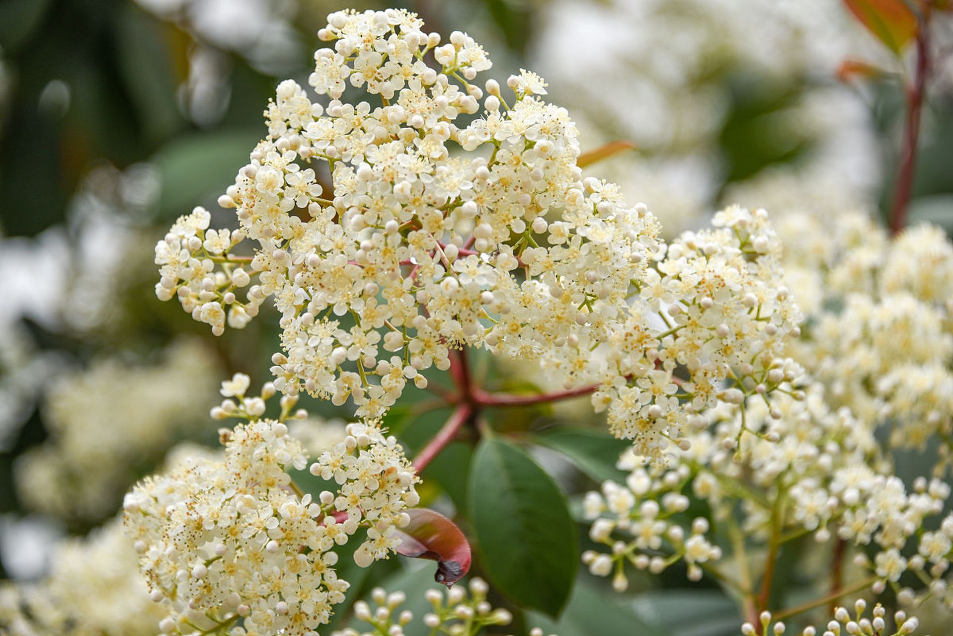 石楠花# #北京沙尘暴来袭# 这两天您是不是 漂漂亮亮出门 灰头土脸