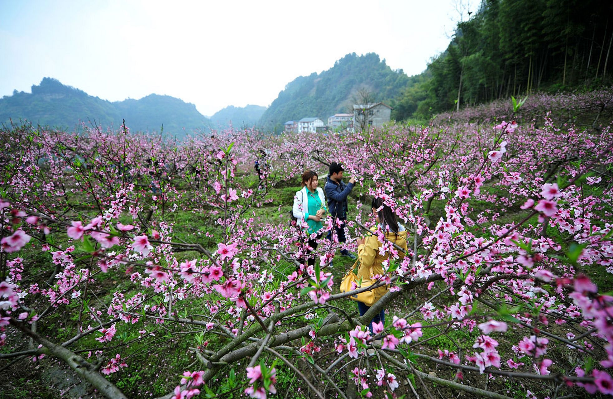 定南桃花源风景区图片