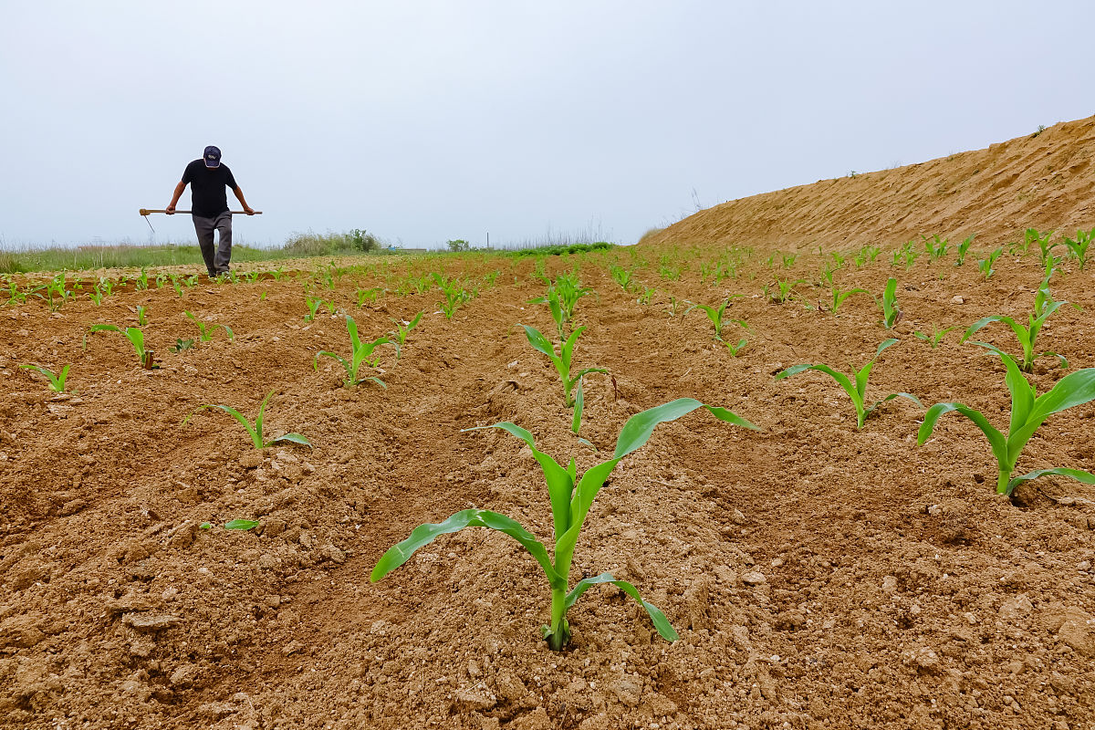 玉米全田喷施苗后除草剂,最晚能够喷施到什么时期最安全 怎样判断