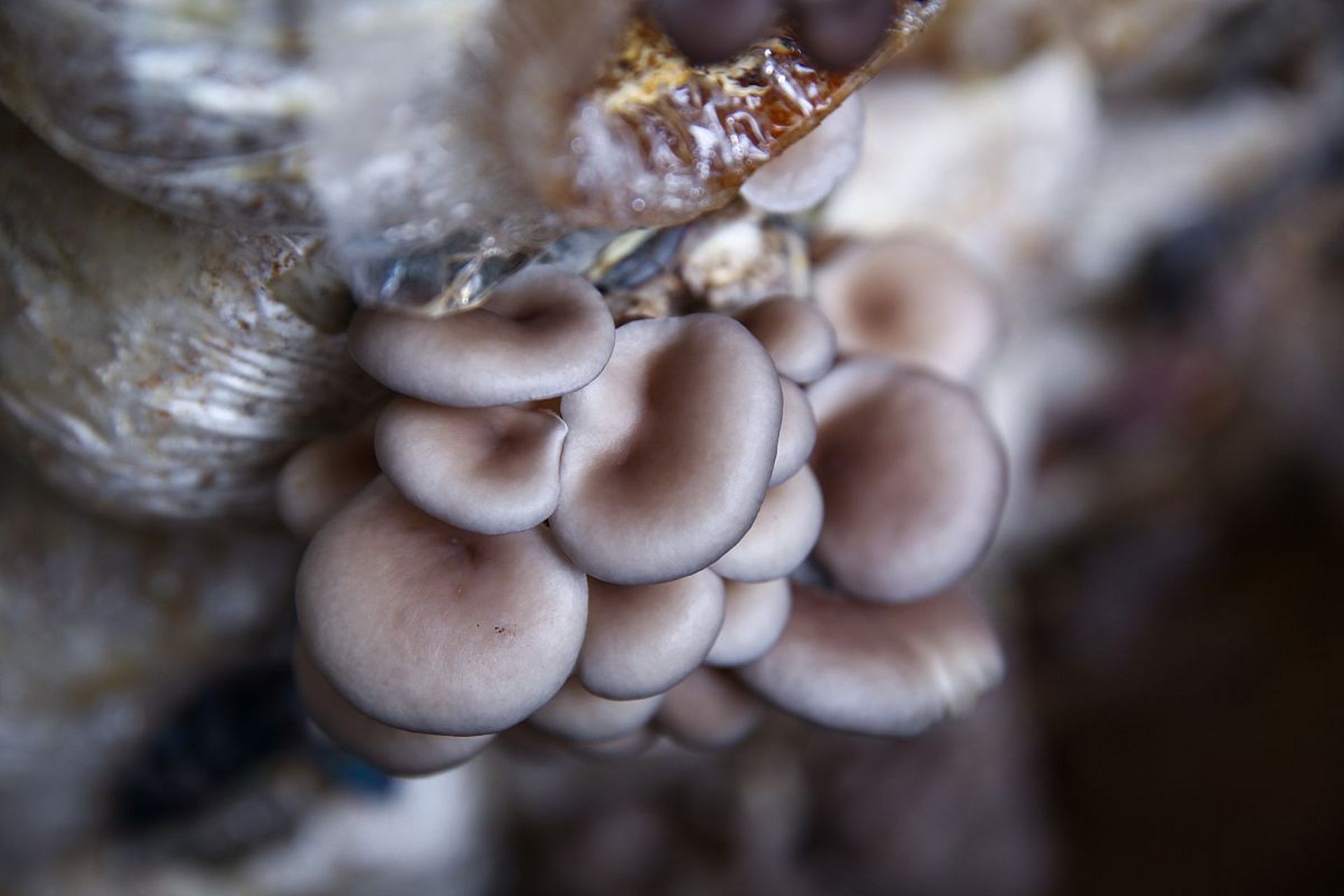 平菇散发孢子图片图片