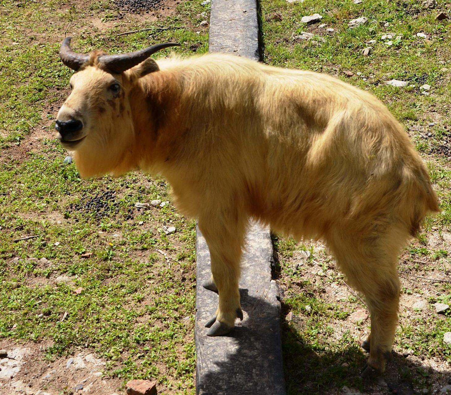 在西安的动物园和野生动物保护区,可以看到羚牛的生活习性和行为特点
