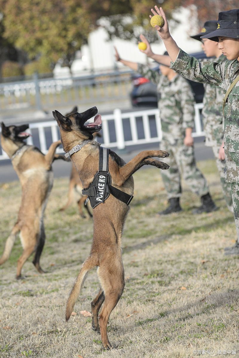 警犬马犬名字大全霸气图片