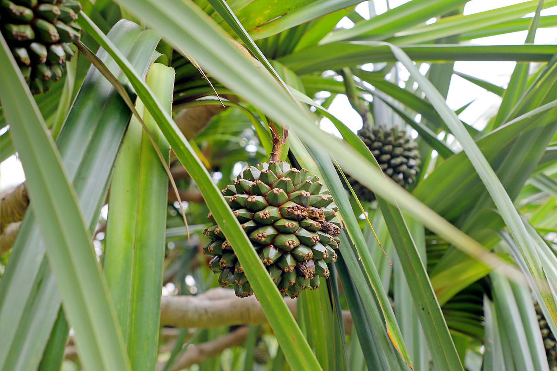 露兜果:和甘蔗有点像,味道甜甜的.#植物趣图