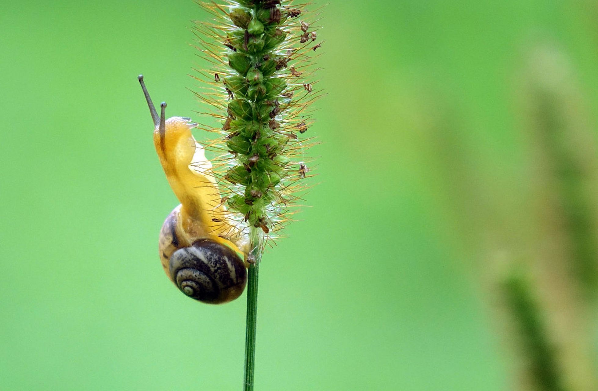 努力向上攀爬的小蜗牛.#动物趣图