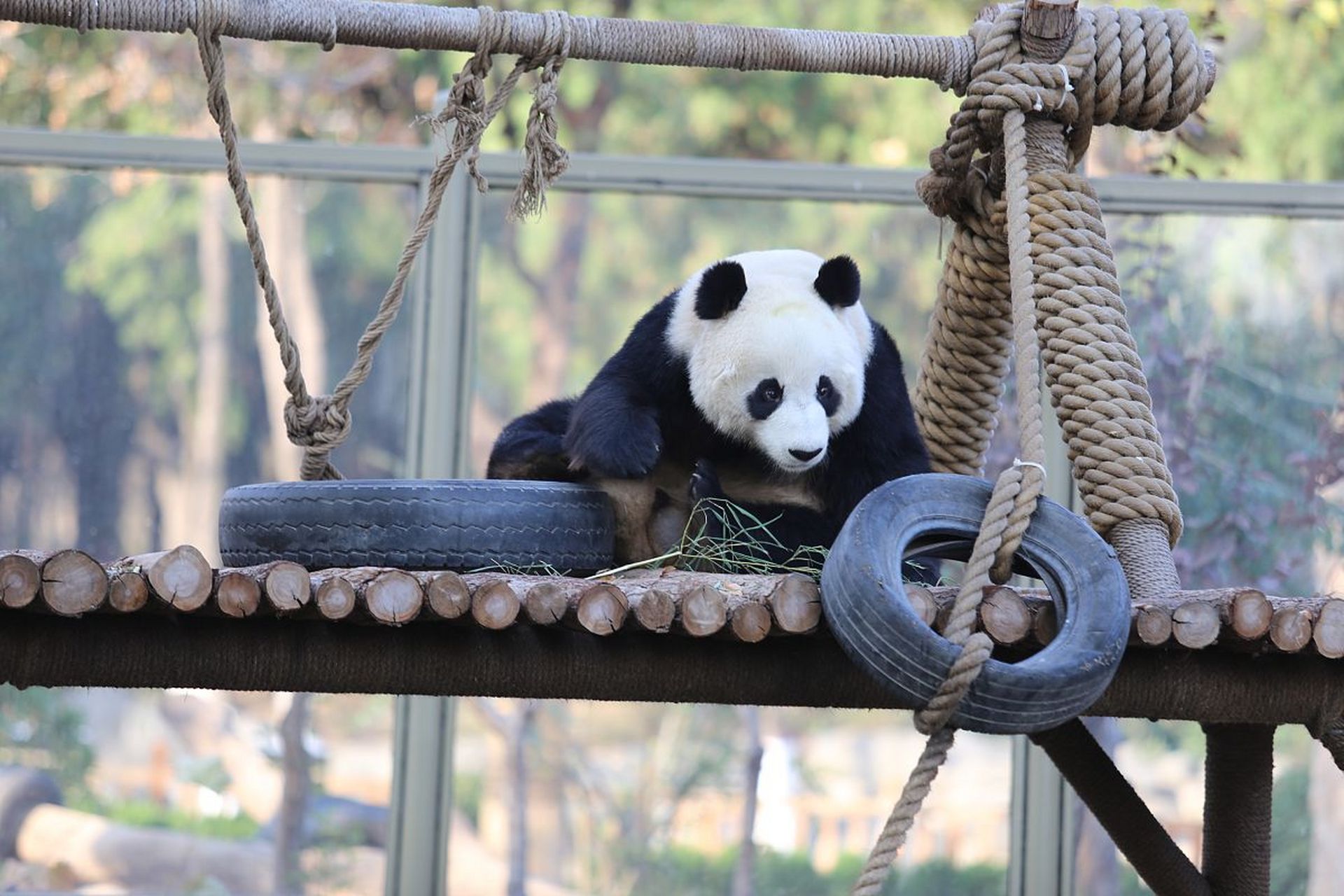 熊猫乐园和熊猫基地的区别|熊猫乐园和熊猫基地在以下几个方面存在