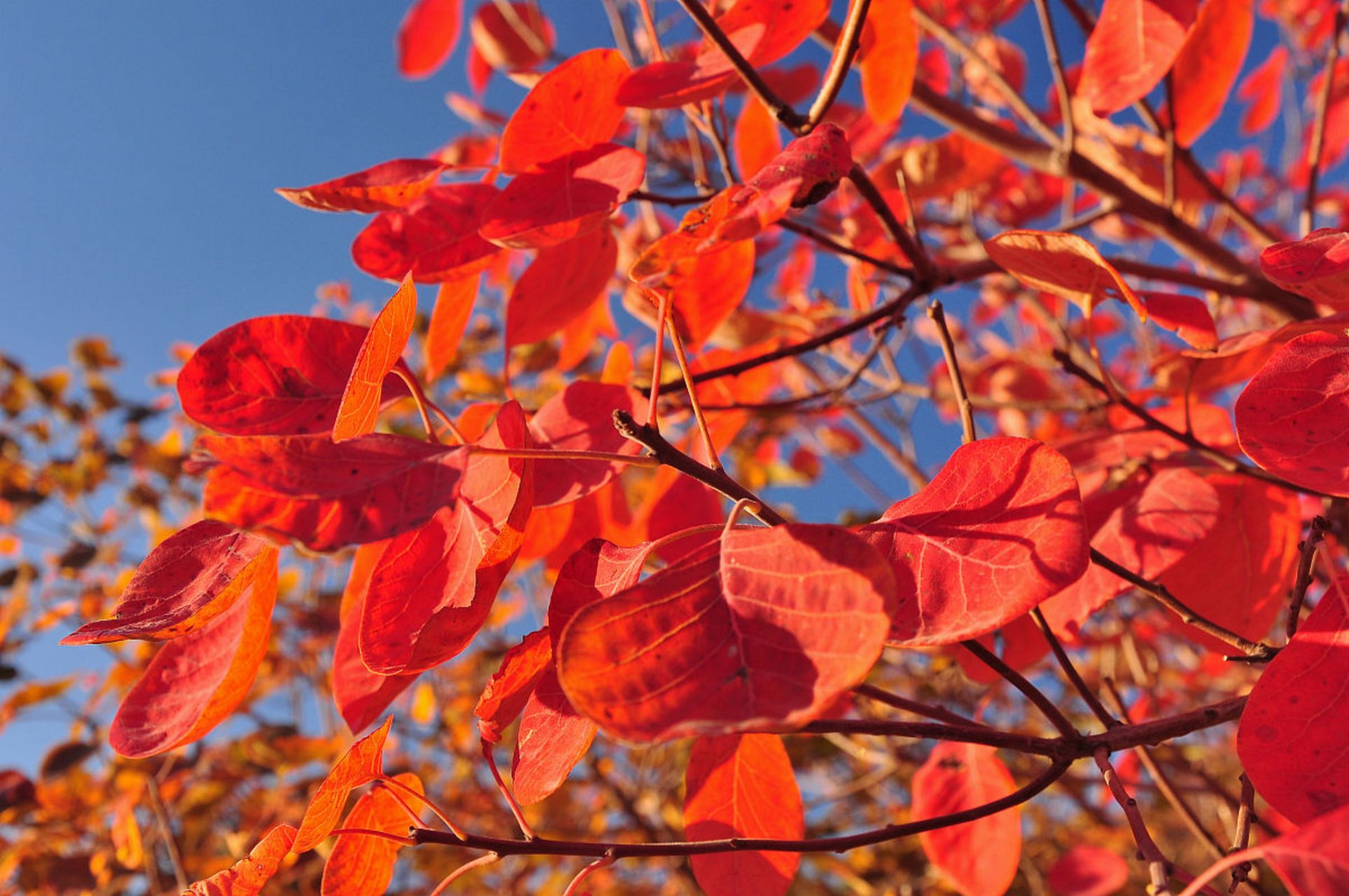 再过一段时间,北京香山公园,将美如画!