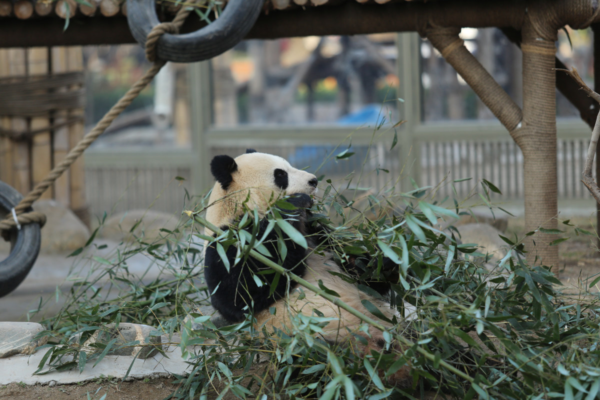 兰州动物园在哪里|兰州有两个动物园,分别是兰州野生动物园和兰州市