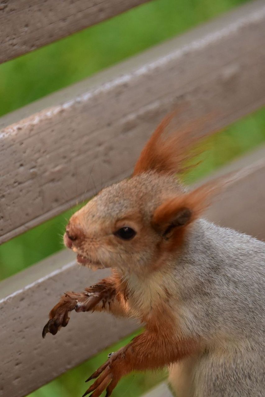 雪地松鼠,是啮齿目松鼠科动物,尾毛密长而且蓬松,四肢及前后足均较长