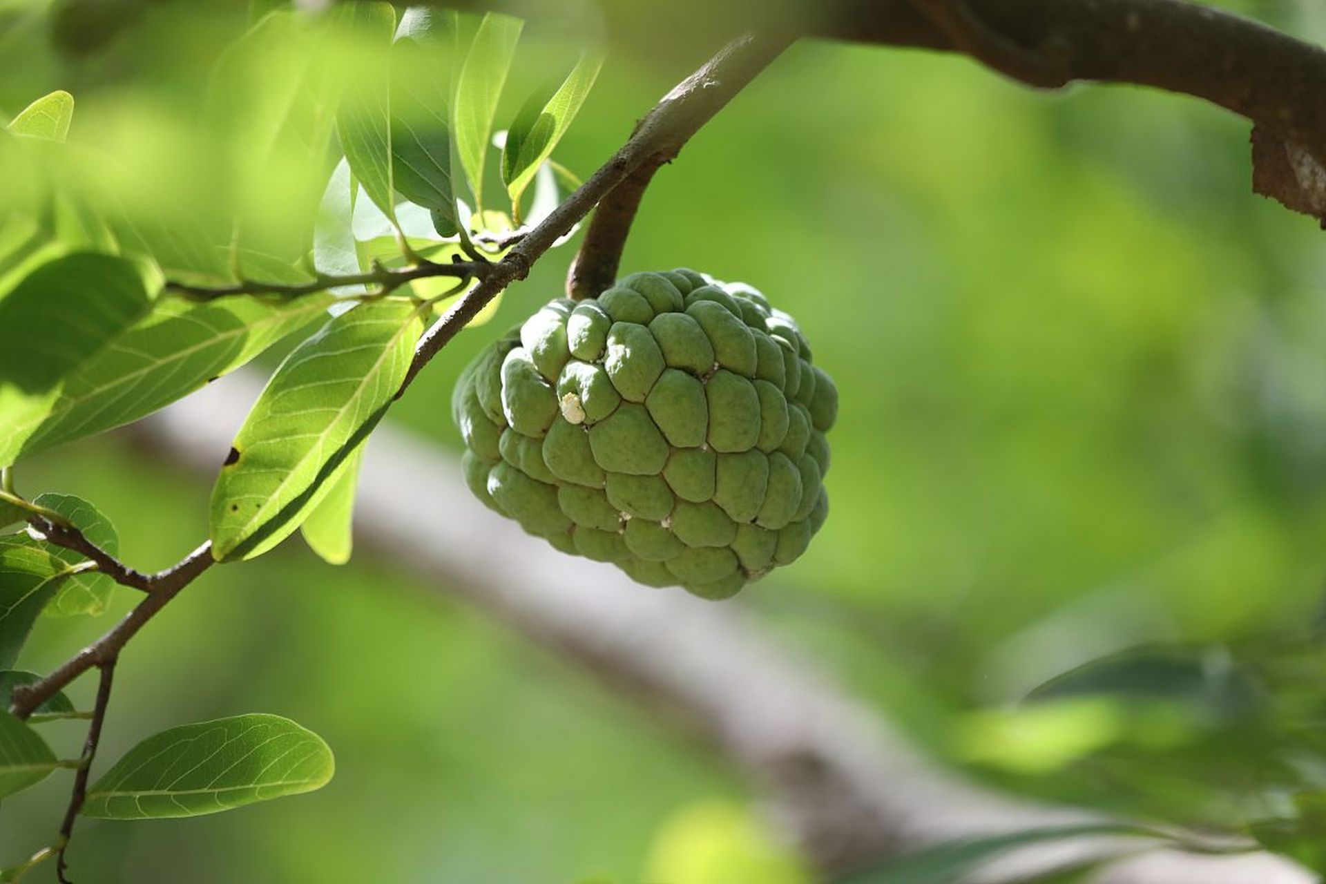 释迦果一般有生津止渴的功效与作用.
