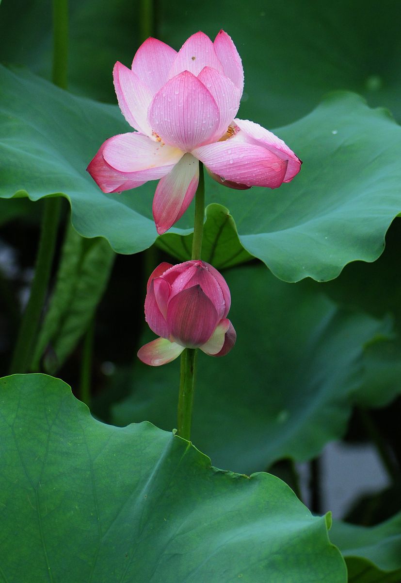 春風吹綠西湖水,水中煙柳綠色景紫氣東來照荷影,香遠益清荷花紅