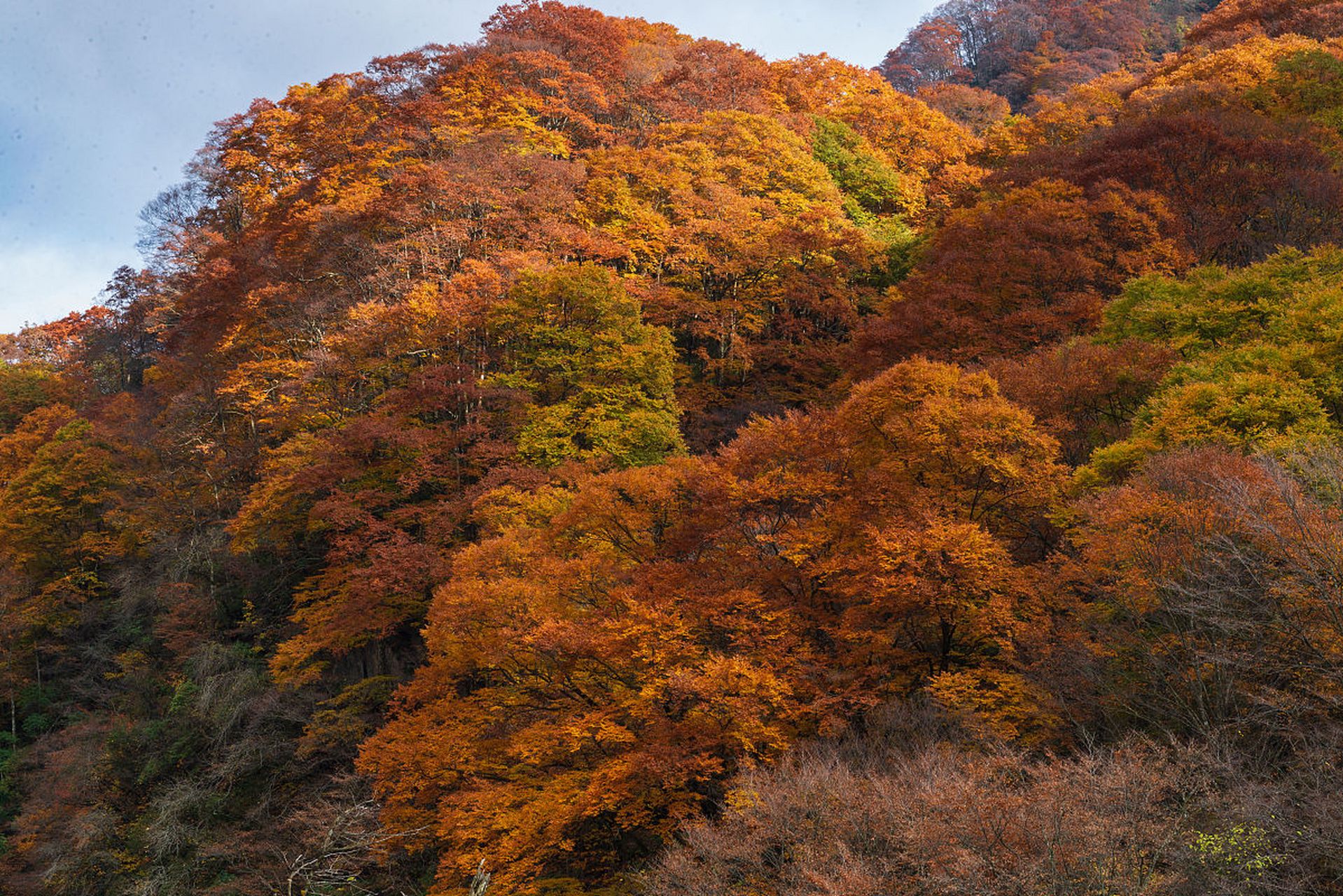 光雾山位于四川省巴中市南江县光雾山镇,是一座国家aaaa级旅游景区