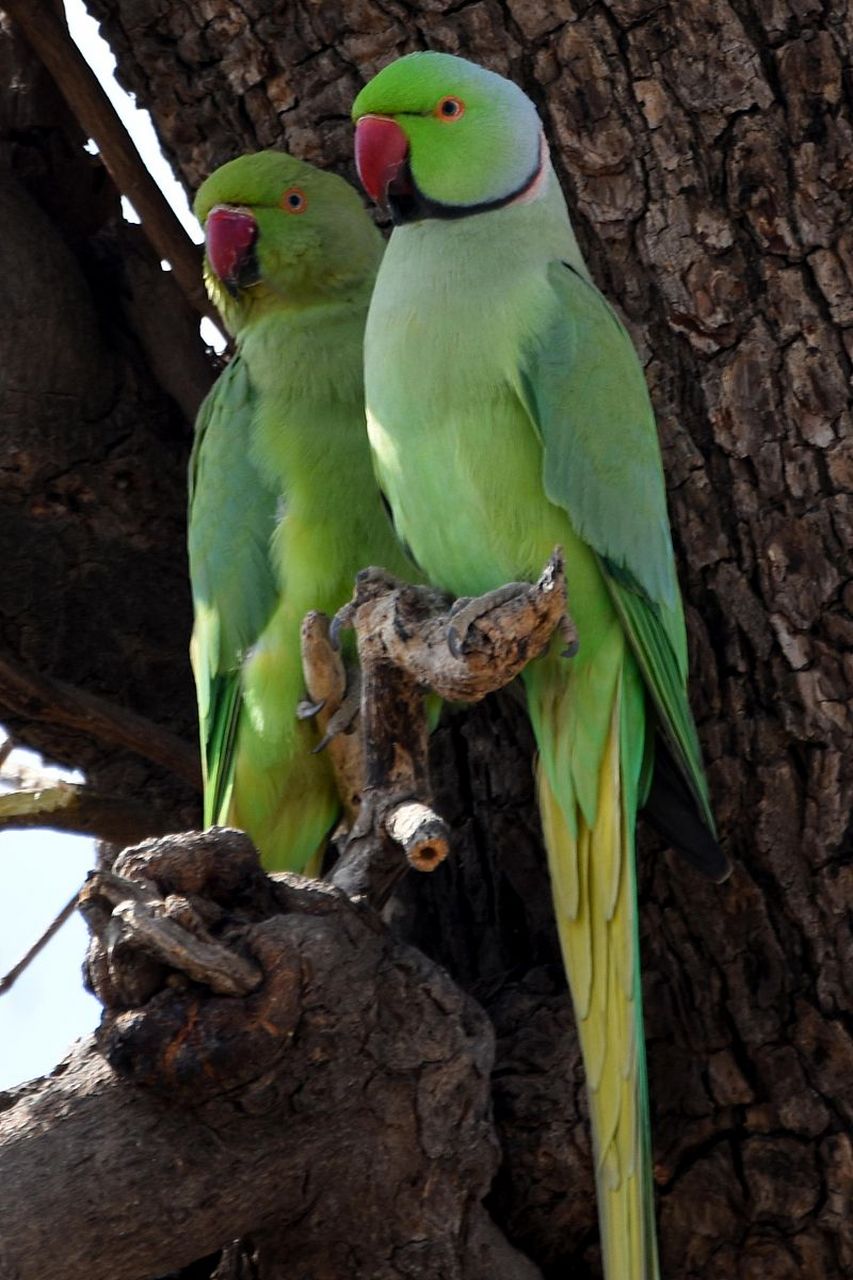 红领绿鹦鹉 -英文名称 rose-ringed parakeet,是一种生活在印度次大陆