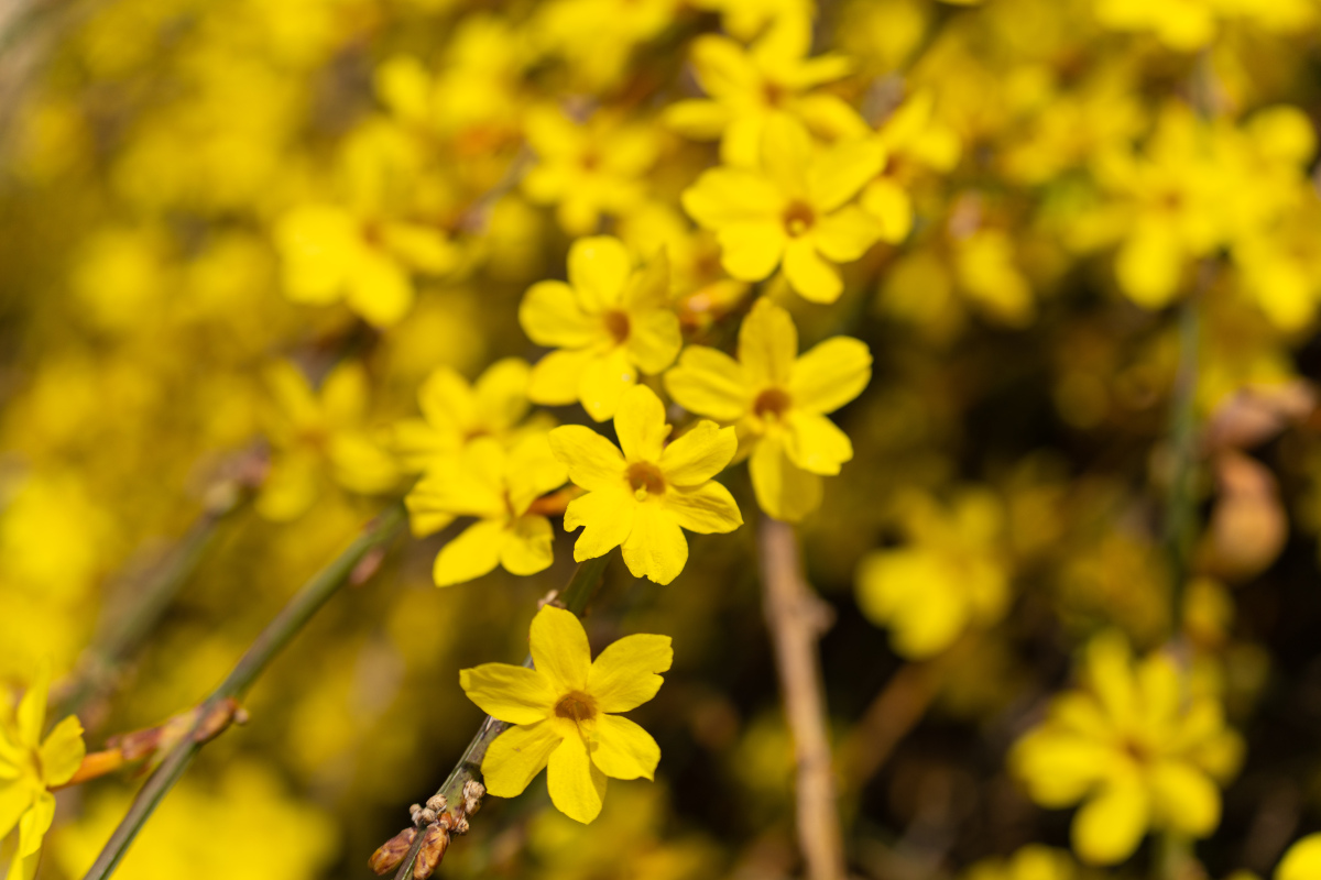 迎春花一朵花有五六个花瓣