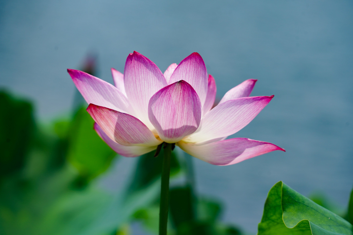 淡淡粉红出芙蓉,清新淡雅品格高笑看人生荷花情,雨后西湖一片红